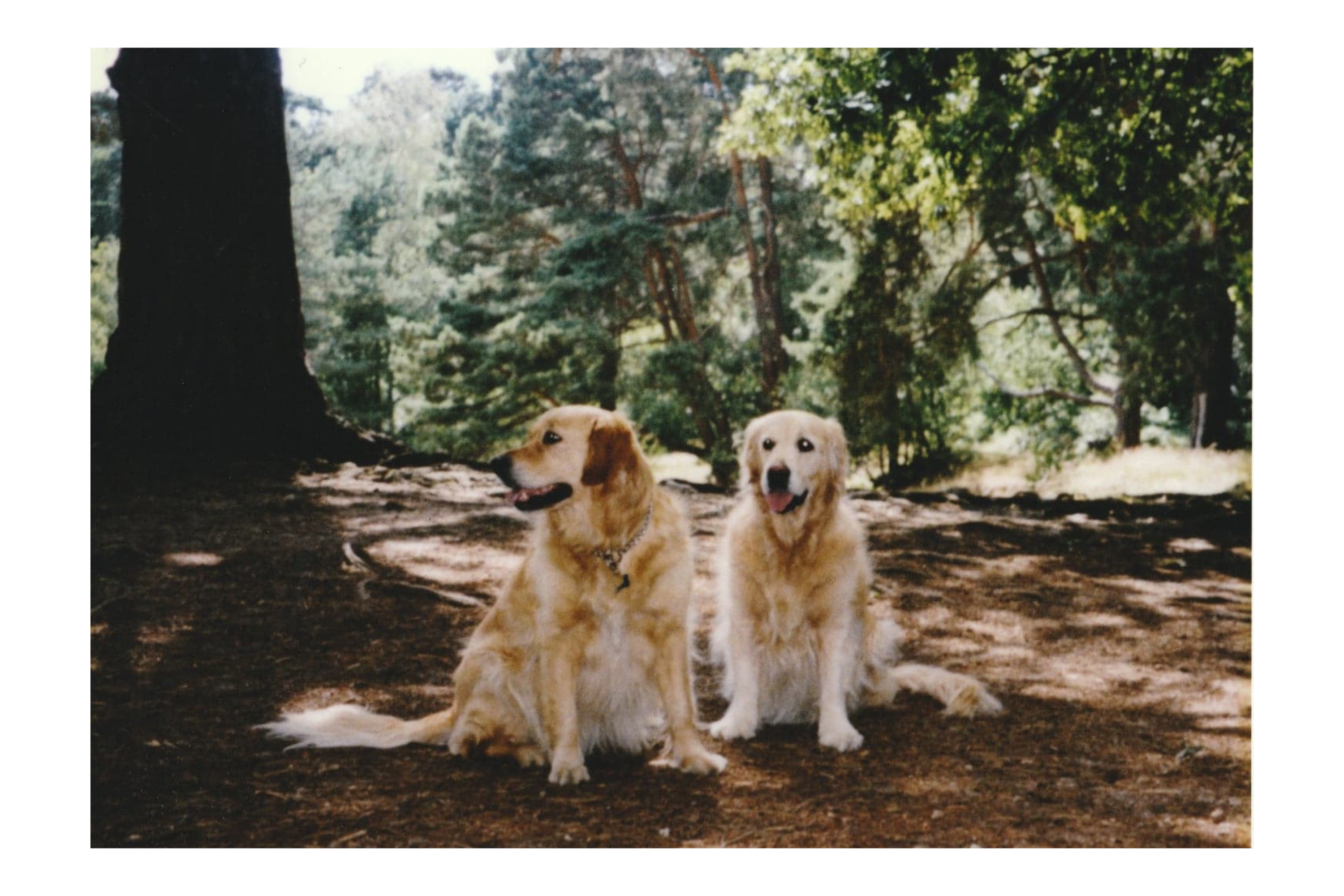 two golden retrievers in the woods called amber and honey