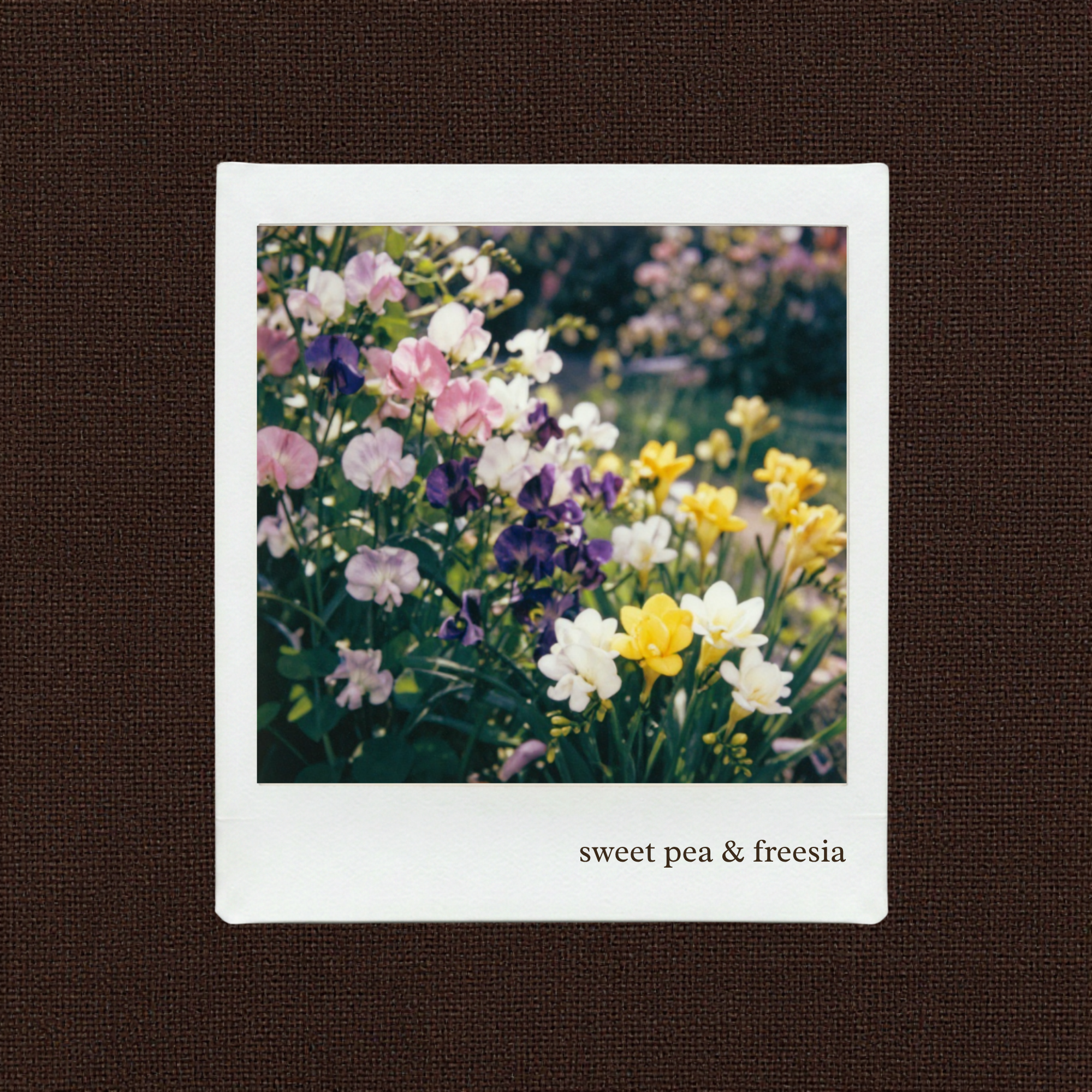 sweet pea & freesia candle